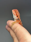 RM771, male, possible het hypo, 50% Red monster bearded dragon for sale