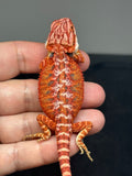RM772, male, hypo, 50% Red Monster bearded dragon for sale