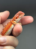 RM772, male, hypo, 50% Red Monster bearded dragon for sale
