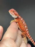 RM772, male, hypo, 50% Red Monster bearded dragon for sale