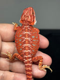 RM773, male, hypo, 75% Red Monster bearded dragon for sale
