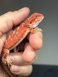 RM773, male, hypo, 75% Red Monster bearded dragon for sale