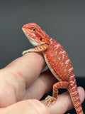RM773, male, hypo, 75% Red Monster bearded dragon for sale