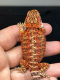 RM774, male, possible het hypo, 75% Red Monster bearded dragon for sale