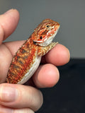 RM774, male, possible het hypo, 75% Red Monster bearded dragon for sale