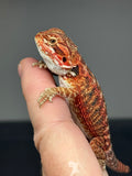 RM774, male, possible het hypo, 75% Red Monster bearded dragon for sale