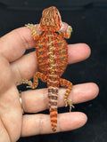 RM774, male, possible het hypo, 75% Red Monster bearded dragon for sale