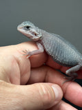 #1414, male, hypo, trans, possible het wits, Zero Bearded Dragon for sale