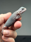 #1414, male, hypo, trans, possible het wits, Zero Bearded Dragon for sale