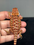 RM775, male, possible het hypo, 50% Red Monster bearded dragon for sale