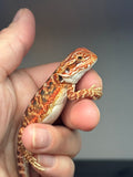 RM775, male, possible het hypo, 50% Red monster bearded dragon for sale