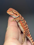 RM775, male, possible het hypo, 50% Red monster bearded dragon for sale