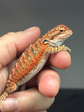 RM776, female, possible het hypo, Red Monster bearded dragon for sale