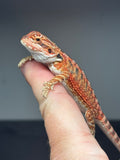 RM776, female, possible het hypo, Red Monster bearded dragon for sale