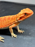 OD37 male, hypo, trans, citrus