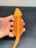 OD37 male, hypo, trans, citrus