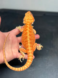 OD37 male, hypo, trans, citrus