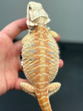 OD39 female, hypo, citrus, leatherback, blue bar