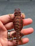 RM421 male, 100% Red Monster, het hypo