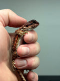 RM421 male, 100% Red Monster, het hypo