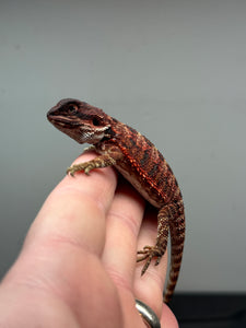 RM421 male, 100% Red Monster, het hypo