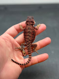 RM421 male, 100% Red Monster, het hypo