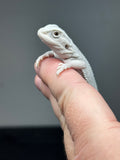 #1415, female, hypo, possible het wits/trans Zero Bearded Dragon for sale