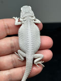 #1415, female, hypo, possible het wits/trans Zero Bearded Dragon for sale