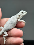#1415, female, hypo, possible het wits/trans Zero Bearded Dragon for sale