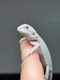 #1416, female, hypo, possible het wits/trans Zero Bearded Dragon for sale