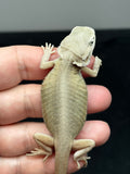 #1417, Female, hypo, trans, leatherback, possible het zero, Witblits Bearded  dragon for sale