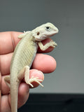 #1417, Female, hypo, trans, leatherback, possible het zero, Witblits Bearded  dragon for sale