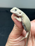 #1417, Female, hypo, trans, leatherback, possible het zero, Witblits Bearded  dragon for sale