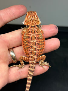 RM422 female, 50% red Monster, het hypo