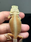 #1418, Female, hypo, trans, possible het zero, Witblits Bearded dragon for sale