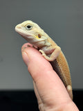 #1418, Female, hypo, trans, possible het zero, Witblits Bearded dragon for sale