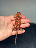 RM423 male, 50% Red Monster, het hypo