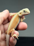 #1418, Female, hypo, trans, possible het zero, Witblits Bearded dragon for sale