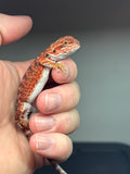 RM423 male, 50% Red Monster, het hypo