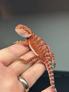 RM423 male, 50% Red Monster, het hypo