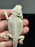 #1419, Female, hypo, possible het trans/zero, Witblits Bearded dragon for sale