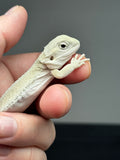 #1419, Female, hypo, possible het trans/zero, Witblits Bearded dragon for sale