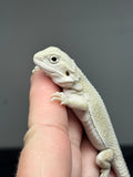 #1419, Female, hypo, possible het trans/zero, Witblits Bearded dragon for sale