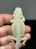 #1420, Female hypo, possible het trans/zero, Witblits Bearded dragon for sale