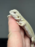 #1420, Female hypo, possible het trans/zero, Witblits Bearded dragon for sale