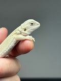 #1420, Female hypo, possible het trans/zero, Witblits Bearded dragon for sale