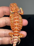 RM777, male, hypo, 50% Red Monster bearded dragon for sale