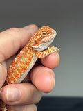 RM777, male, hypo, 50% Red Monster bearded dragon for sale