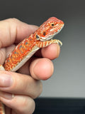 RM778, male, hypo, 50% Red Monster bearded dragon for sale