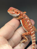 RM778, male, hypo, 50% Red Monster bearded dragon for sale